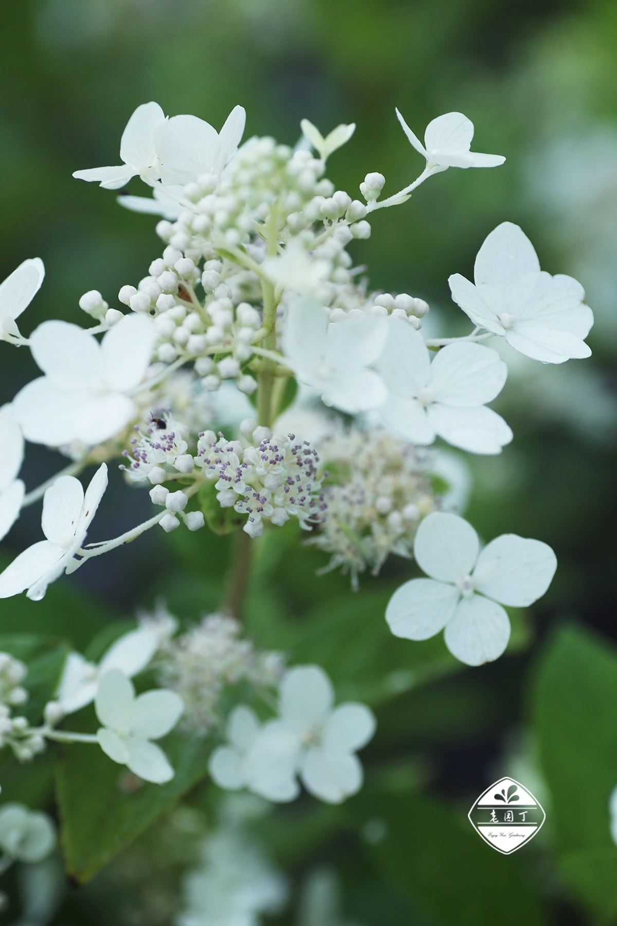 不与群芳争春色淡留清气满乾坤,不与群芳争艳只待盛开