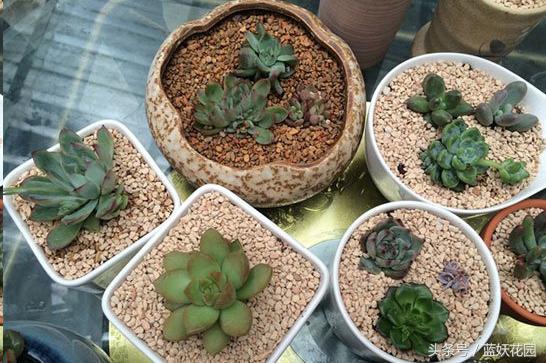 养花小黑飞怎么消灭最彻底,阳台种花怎么防止小黑飞