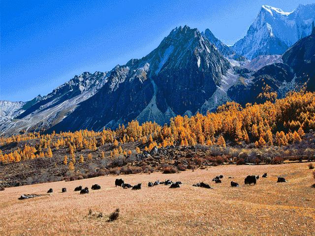 中国四川旅游看世界级的美景和可爱大熊猫,品尝当地火辣的美食!