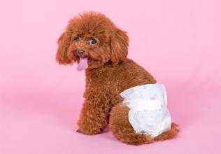 生化实验里面的动物,生化注射器注入动物的身体里