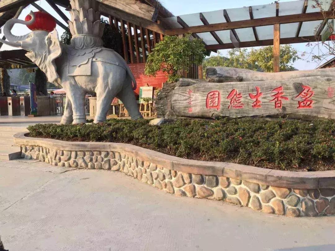 广州南沙冬天有番石榴摘吗,元旦广州摘番石榴