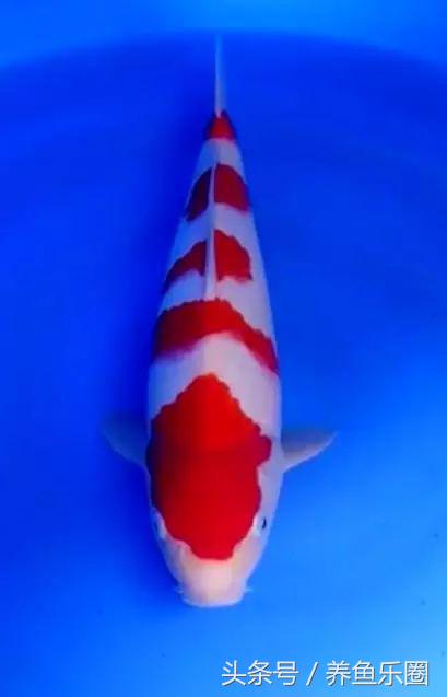 35度高温养锦鲤,锦鲤鱼缸高温怎么办