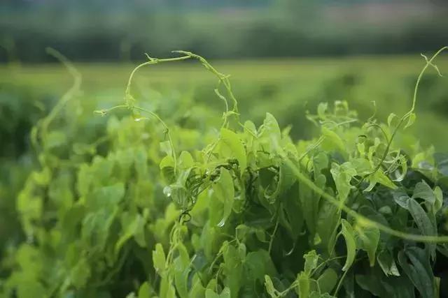 山药后期除草,山药种植怕除草剂吗
