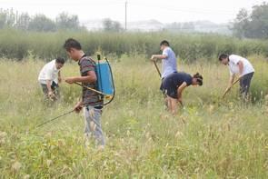 一棵就能产2万果实,哪种菊花可以长期种植