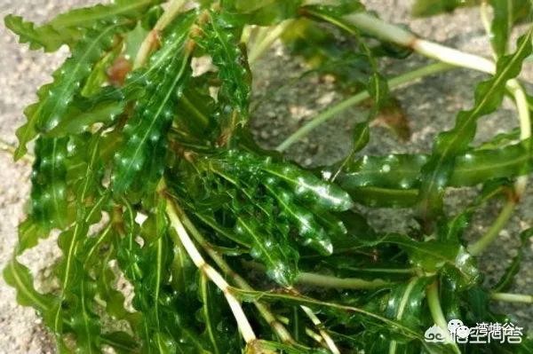 小龙虾养殖中应注意什么,小龙虾养殖要注意哪些问题