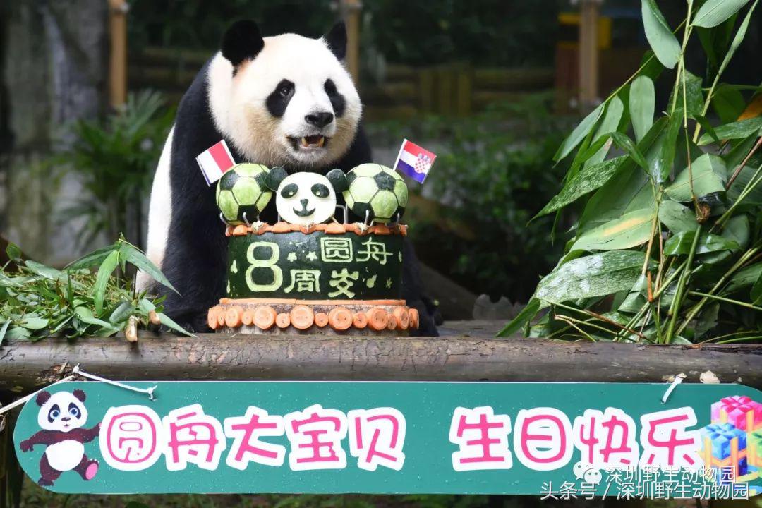 圆舟8岁啦！品足球蛋糕，预测世界杯，猫粉冒雨为他庆生！
