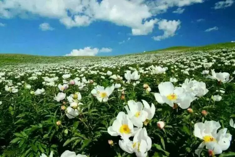 拍摄狼图腾的草原,狼图腾摄影地