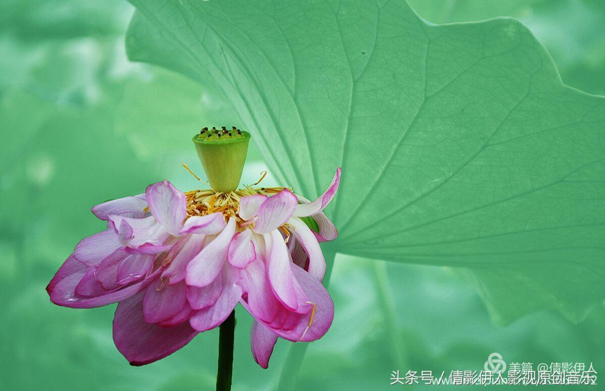 夏荷晕倒在海教官怀里,夏荷最美的十首诗