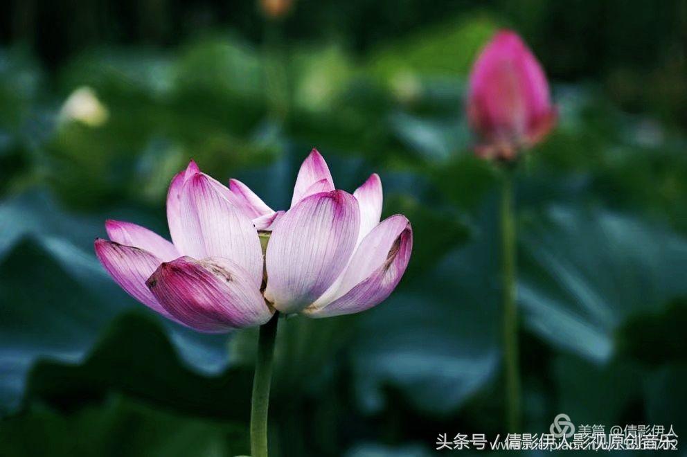 夏荷晕倒在海教官怀里,夏荷最美的十首诗