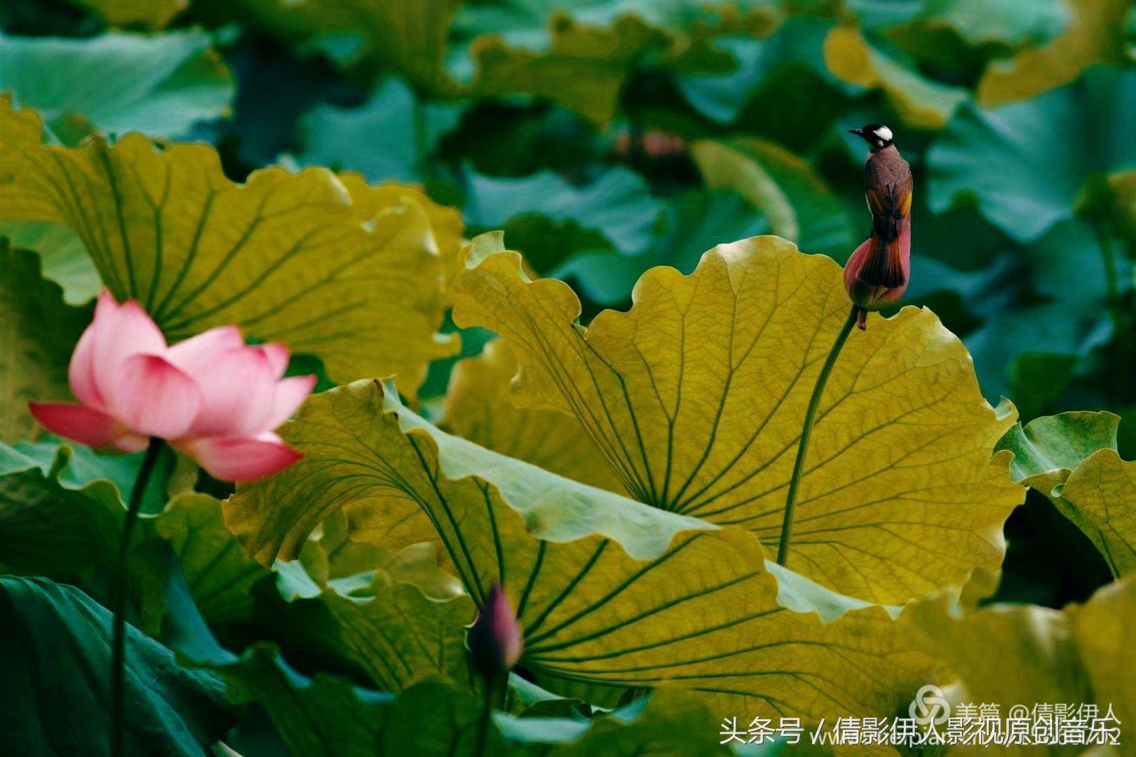 荷花之歌,立夏荷花音乐