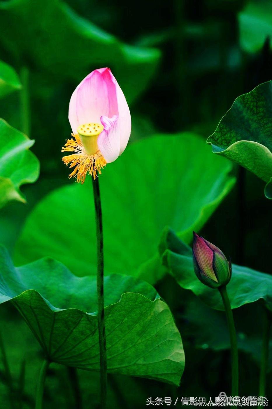 夏荷晕倒在海教官怀里,夏荷最美的十首诗
