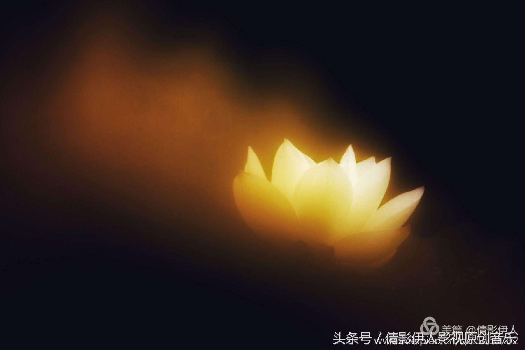 夏荷晕倒在海教官怀里,夏荷最美的十首诗