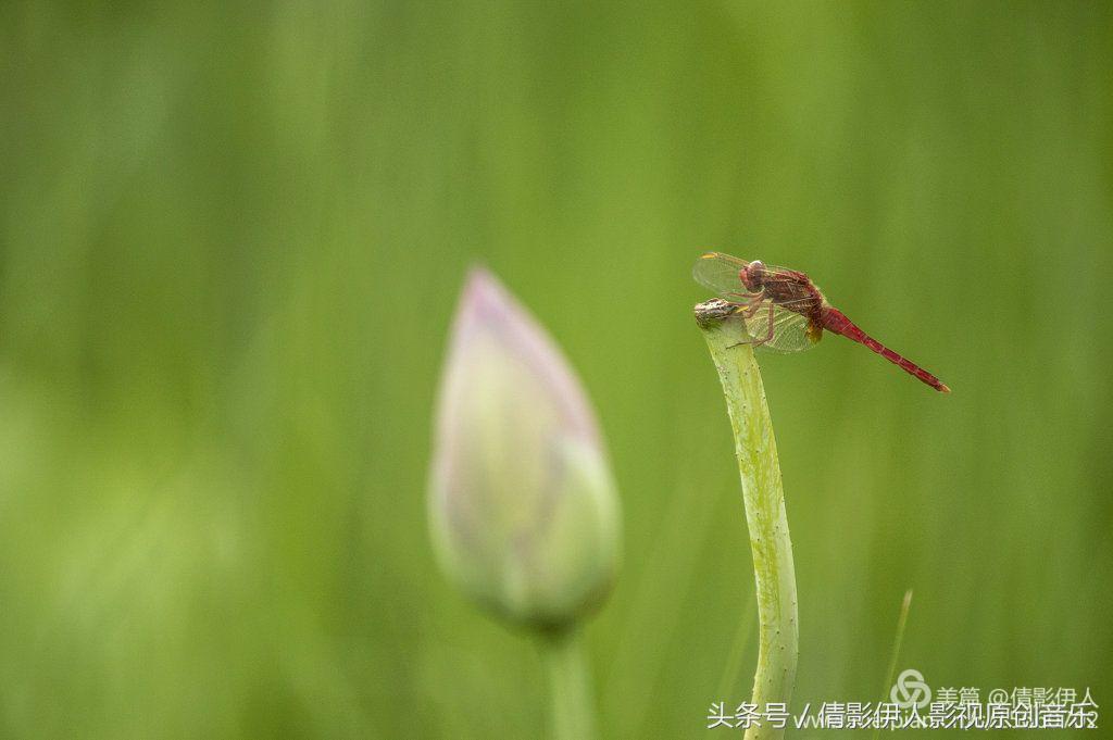 荷花之歌,立夏荷花音乐