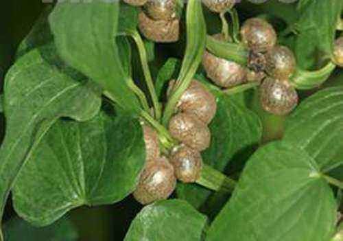 山药豆出芽长叶不爬藤,怎样盆栽山药豆