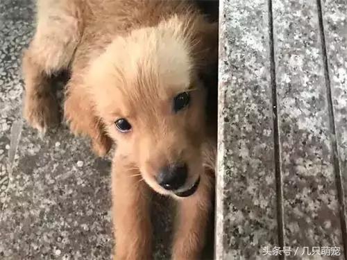 金毛偷吃主人的葡萄,金毛偷吃了一串葡萄