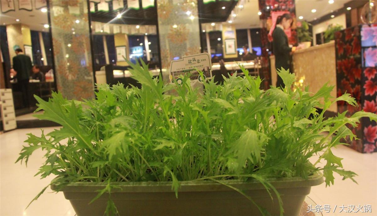 田园采摘小菜园,纯天然绿色小菜园采摘