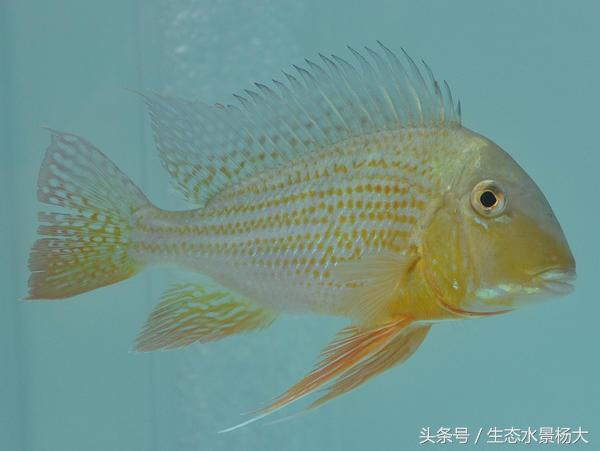 哪些慈鲷是食土鲷,食土鲷和慈鲷能混养么