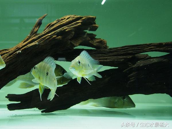 哪些慈鲷是食土鲷,食土鲷和慈鲷能混养么