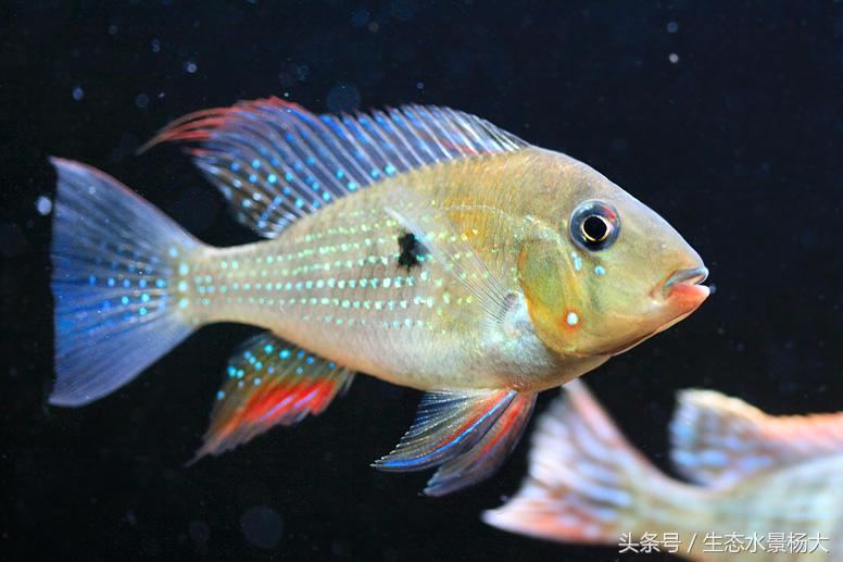 南美慈鲷鱼吃啥,南美慈鲷食土鲷好养吗