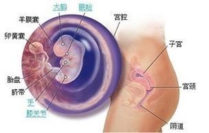 怀孕后白带有哪些变化是正常的,怀孕后白带有什么变化