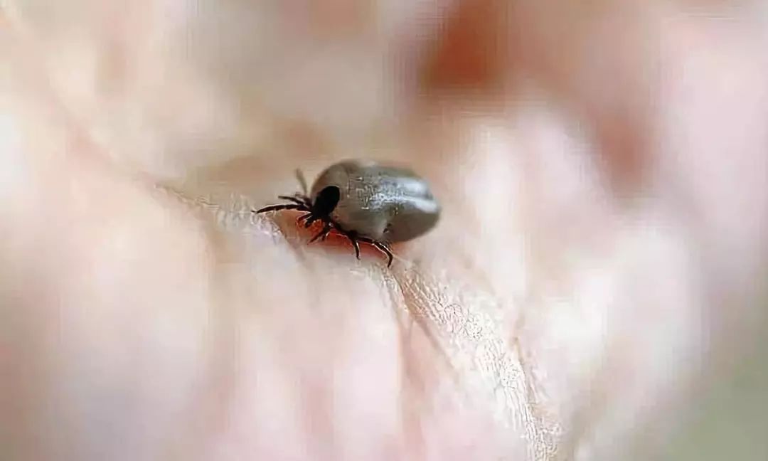 小心“新型艾滋病”，虫子就能传播