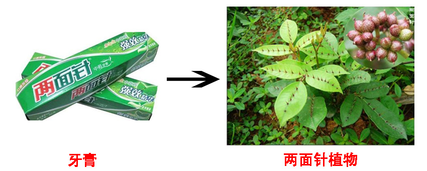 两面针中药的历史记载,中药两面针功效主治