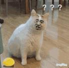 限制高消费人员过关去香港流程,内地入境香港通关最新通告