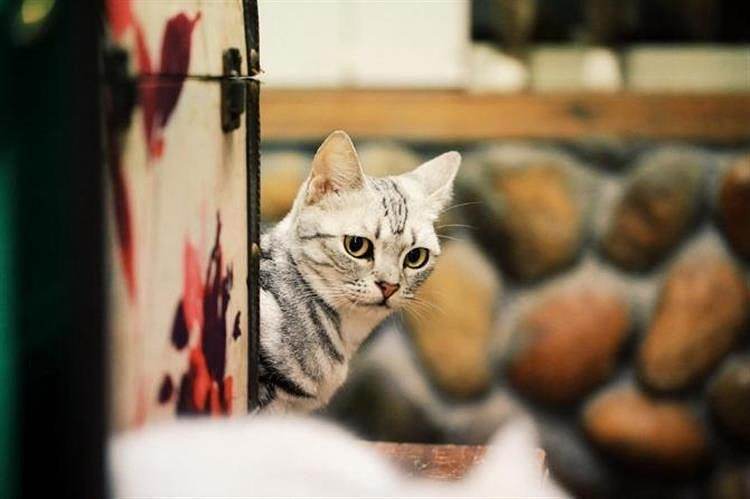 厦门旅游吃的攻略,厦门自由行逛吃攻略