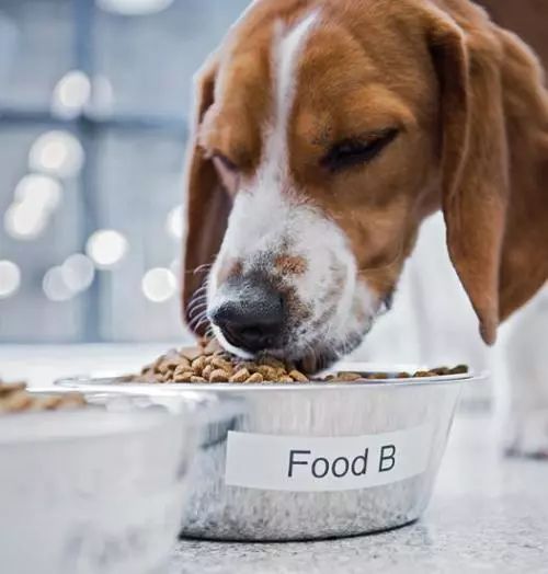 网上卖宠物粮好做吗,在网上买的宠物粮能放心吗