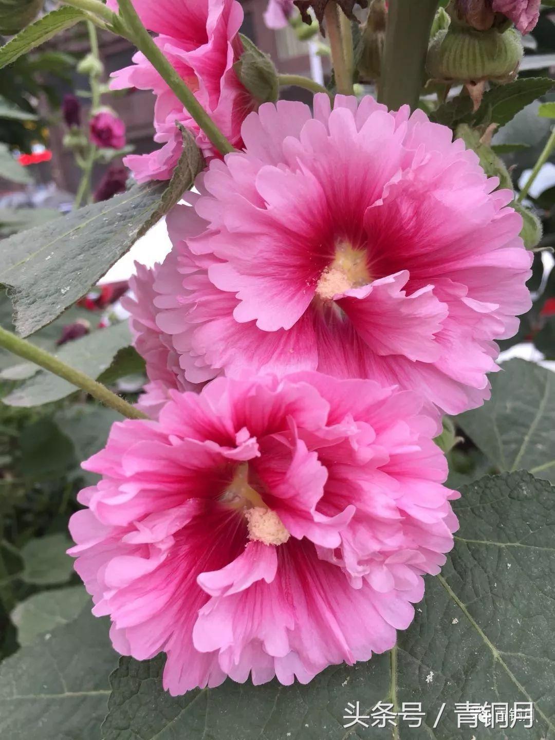 108岁老道人长寿秘诀,100岁老顽童养生秘诀