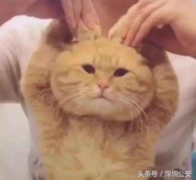 在香港机场入境香港该如何操作,去香港注意什么法律禁令