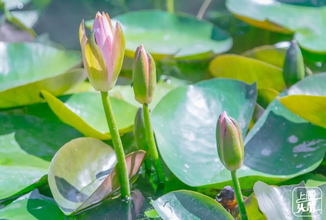 向日葵花海上海旅游攻略,上海市中心有一片向日葵花海