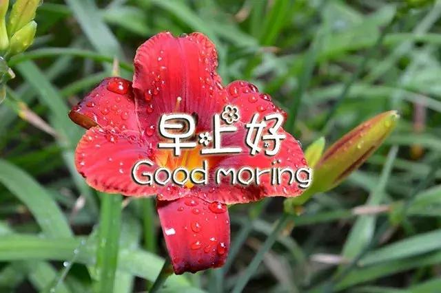 早上好祝福语优美句子图片大全,早上好祝福语优美句子冬天