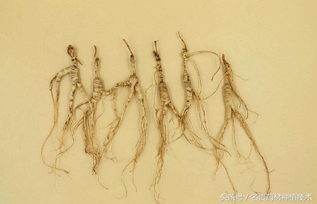 种植什么药材最赚钱又快,现在种植什么药材最赚钱最快