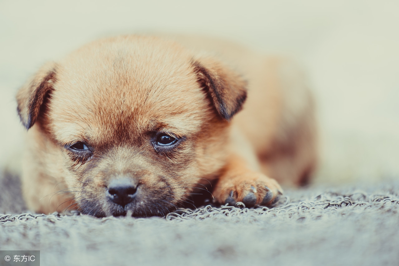 小奶狗怎么养?喂食羊奶粉才是正确的打开方式