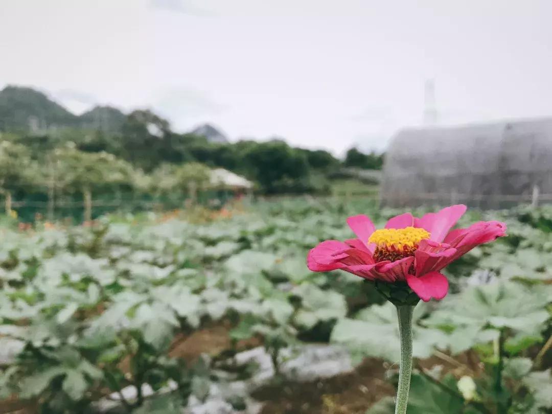 贵阳文凡状元别院有多少间房间,贵阳青岩文凡花间堂状元别院门票