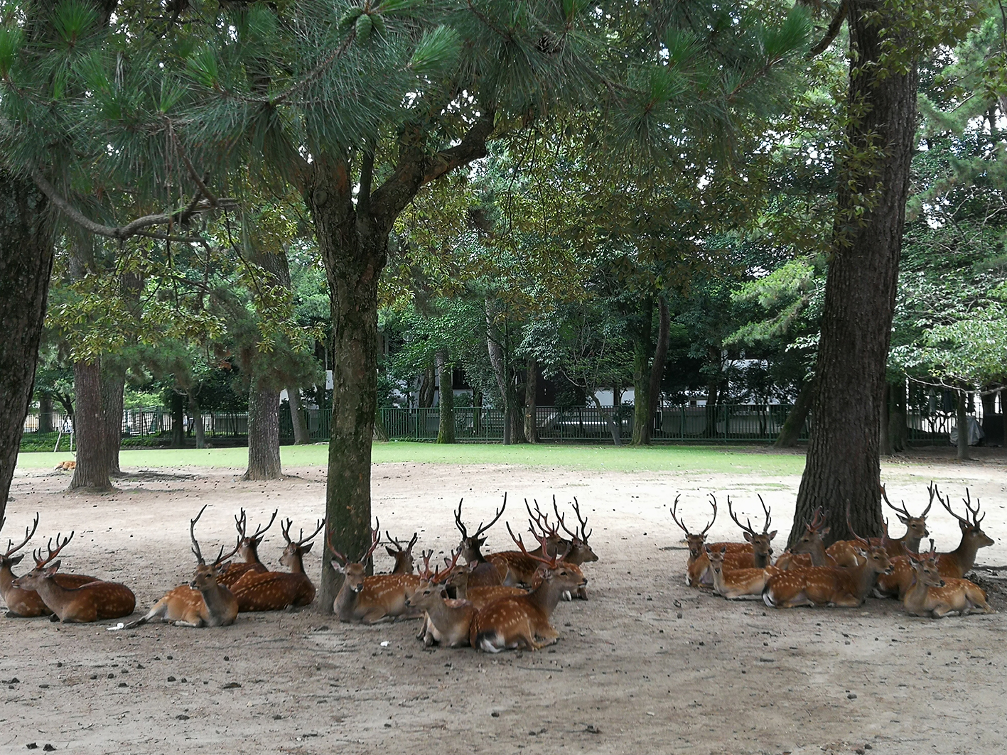 日本奈良亲子旅拍,日本游奈良小鹿