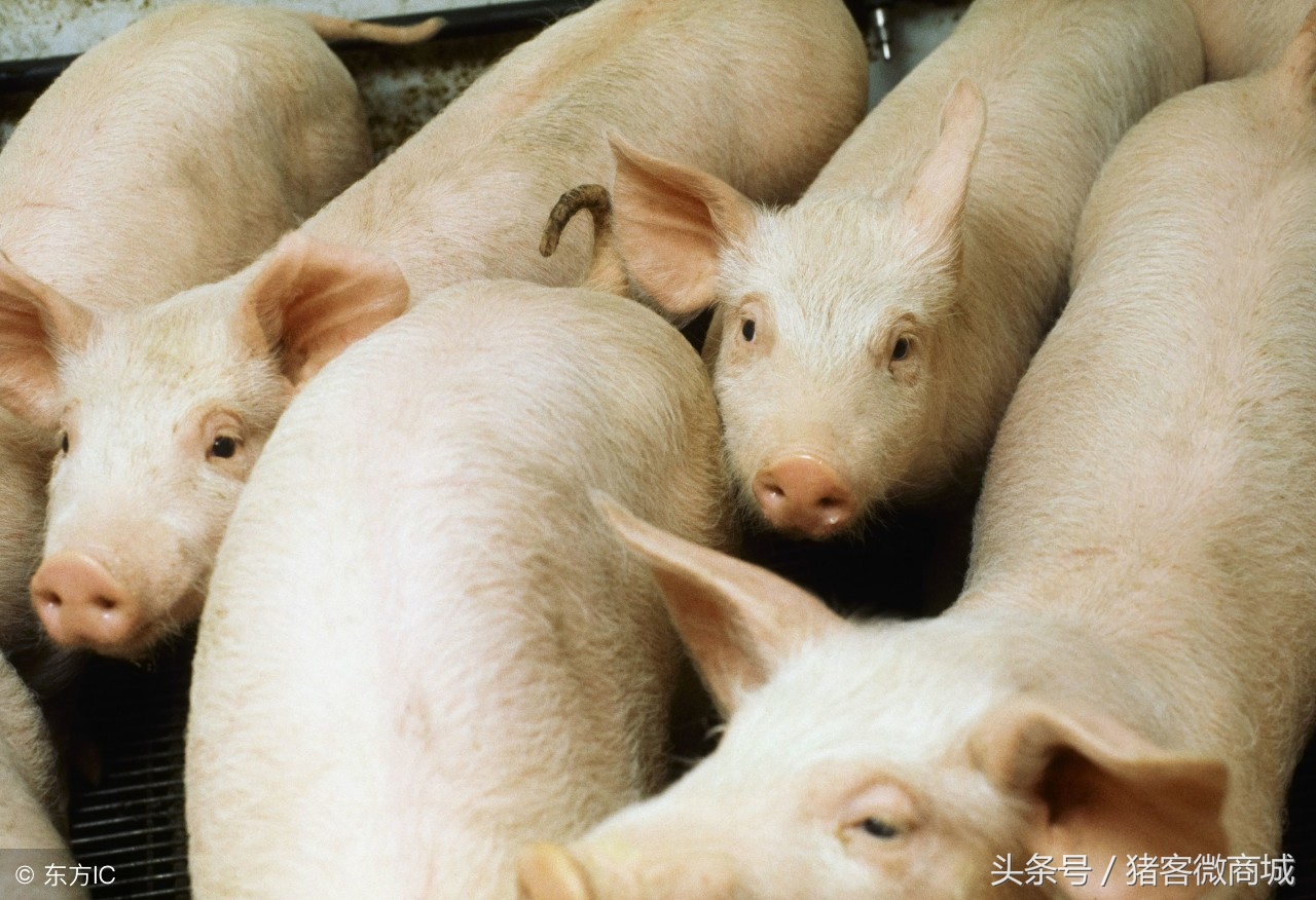 赵辉：母猪生产后产道流血不止该怎么治疗？