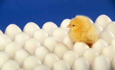 女人排卵时有哪些身体反应,排卵后多久能造人