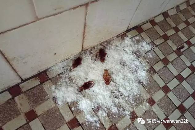 无数种让蟑螂死的高效办法,干掉蟑螂的100种方法