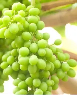 上海周边哪里摘葡萄最好,今夏去哪里玩好