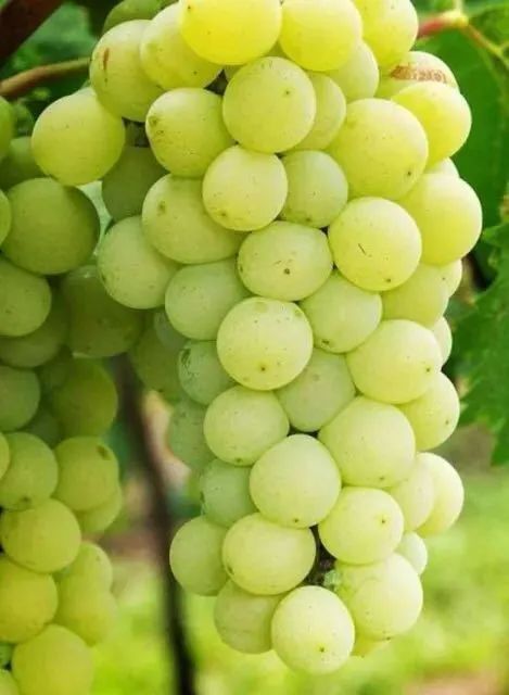 上海周边哪里摘葡萄最好,今夏去哪里玩好