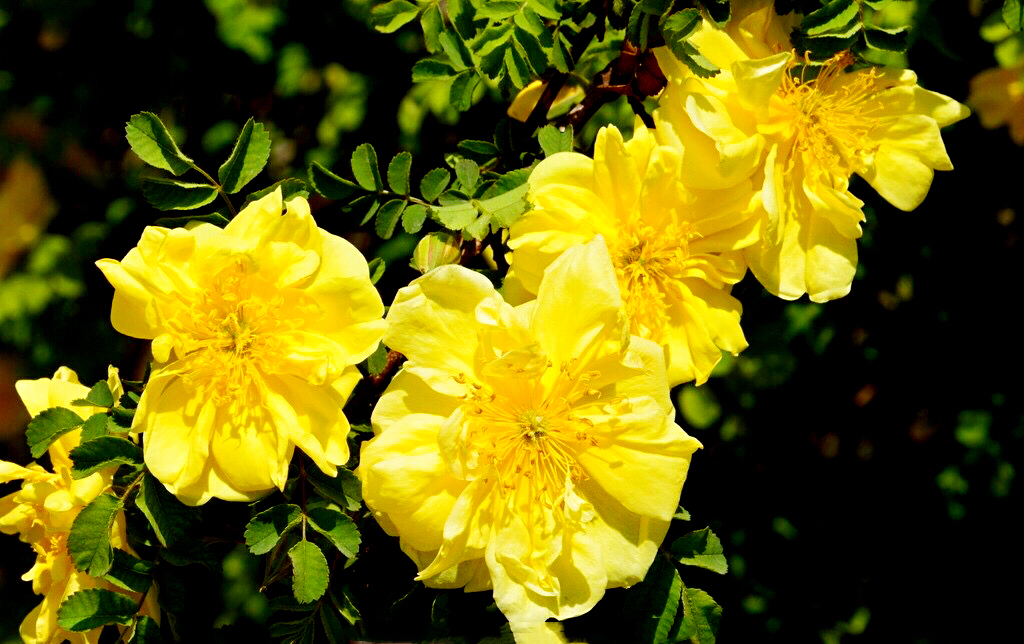 黄刺玫ll不与千红竞彩妆，黄金万朵溢芬芳