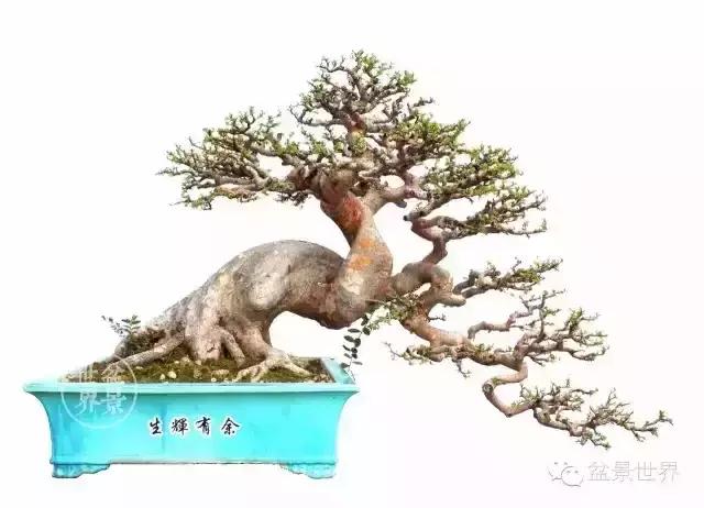 一组榆树盆景作品欣赏学习榆树盆景制作技术