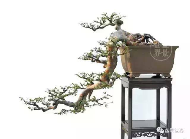 一组榆树盆景作品欣赏学习榆树盆景制作技术