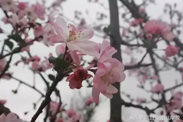 江西省西山学校官网,江西省西山学校2023高考成绩