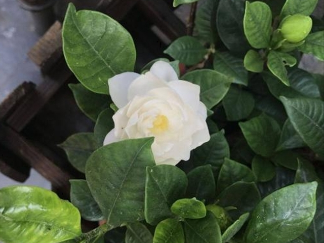 栀子花叶上的红蜘蛛怎么治,栀子花红蜘蛛用什么药能彻底消灭