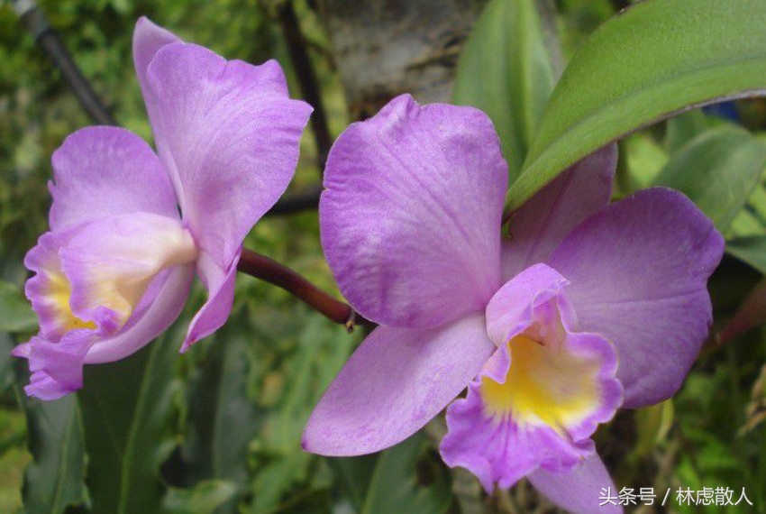 哥斯达黎加共和国国旗图片,哥斯达黎加共和国的邮政编码