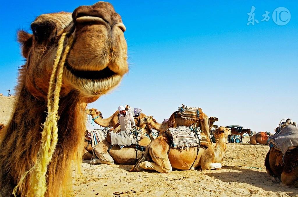 有剧毒的动物可以毁容吗,有剧毒又可怕的动物