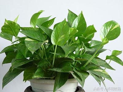 如何救活快死的绿萝,如何救活快死绿萝